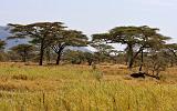 TANZANIA - Serengeti National Park - 271